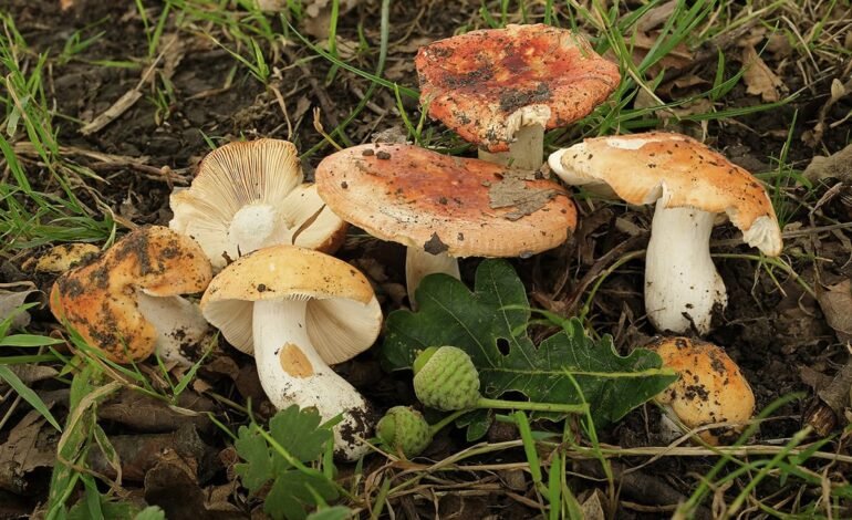 Rare coral pink fungus Russula blumiana growing on forest floor in Epping Forest, UK — Photo © Geoffrey Kibby.