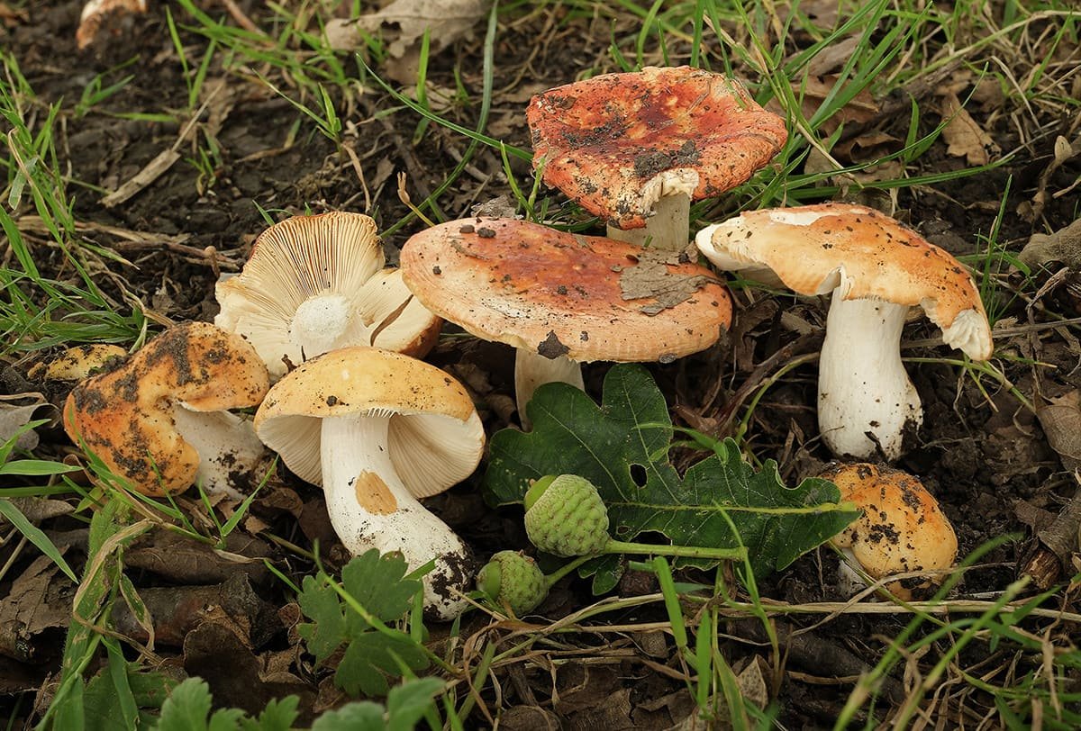 London’s ancient forest reveals a coral-pink secret