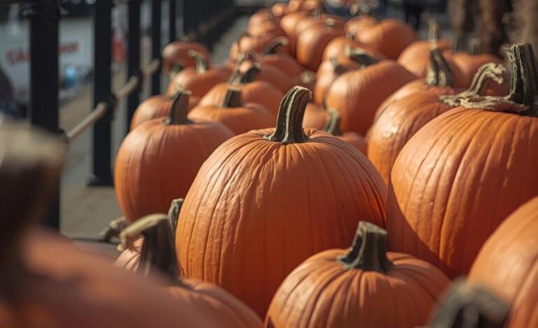 St Katharine Docks Half Term Harvest pumpkin display beside the marina in London with on site carving area