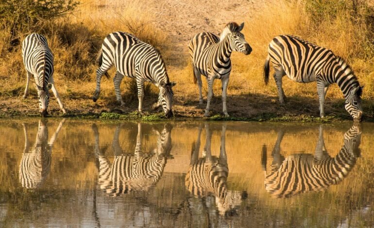 Kruger National Park name change being debated in South Africa