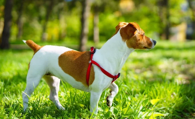 Danish-Swedish Farmdog is the newest breed to gain reocgnition