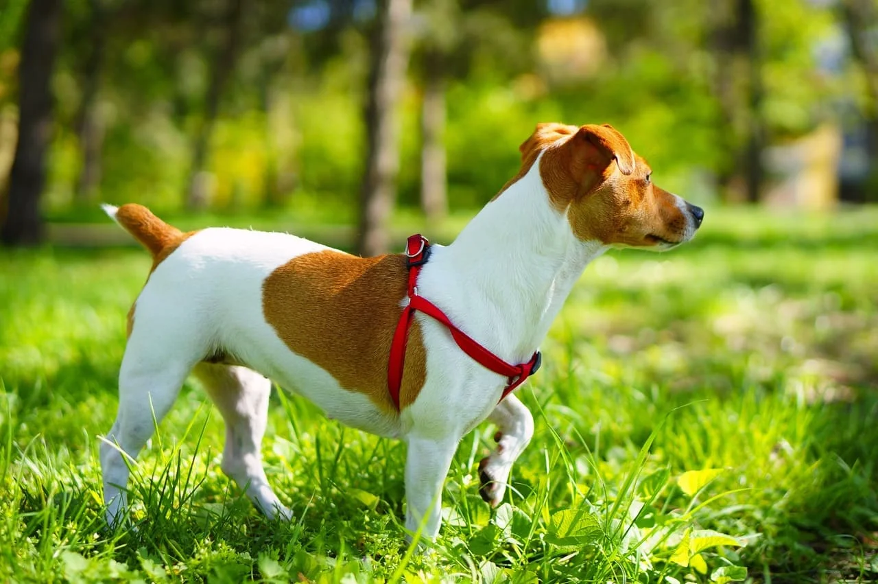Danish-Swedish Farmdog is the newest breed to gain reocgnition