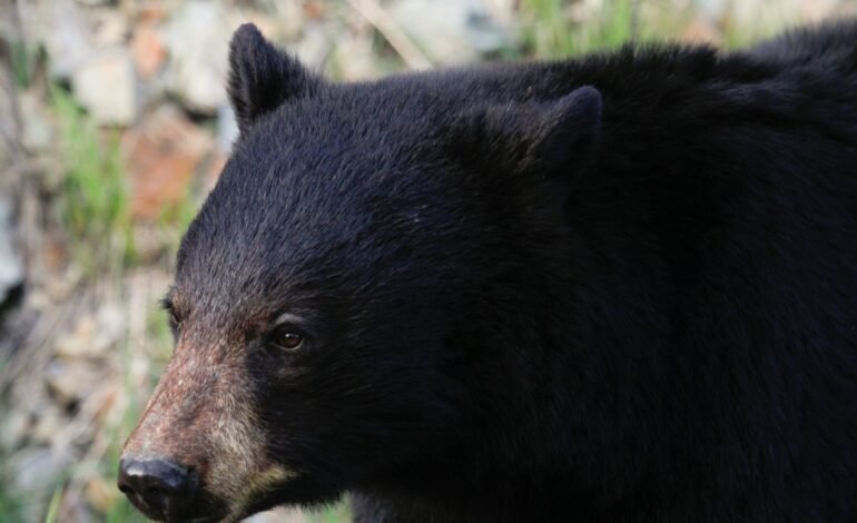 Arkansas black bear suspected to have killed man