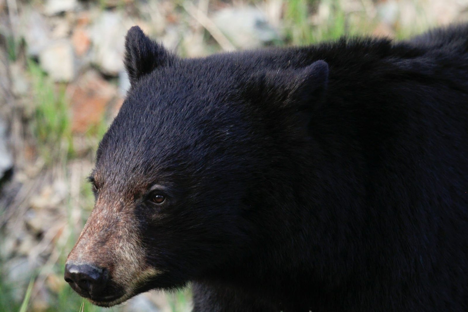 Arkansas black bear suspected to have killed man