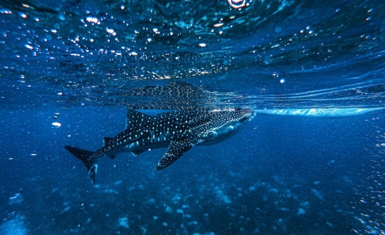 Sharks and rays threatened by deep-sea mining