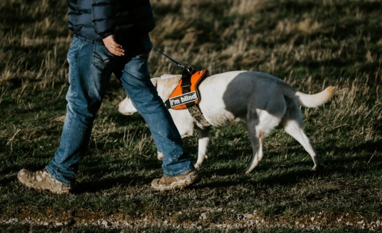 Pavement parking ban for Wales called for by Guide Dogs UK