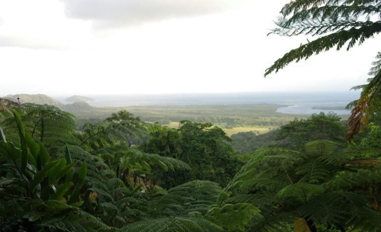 Australian rainforests emitting more CO2 than they absorb