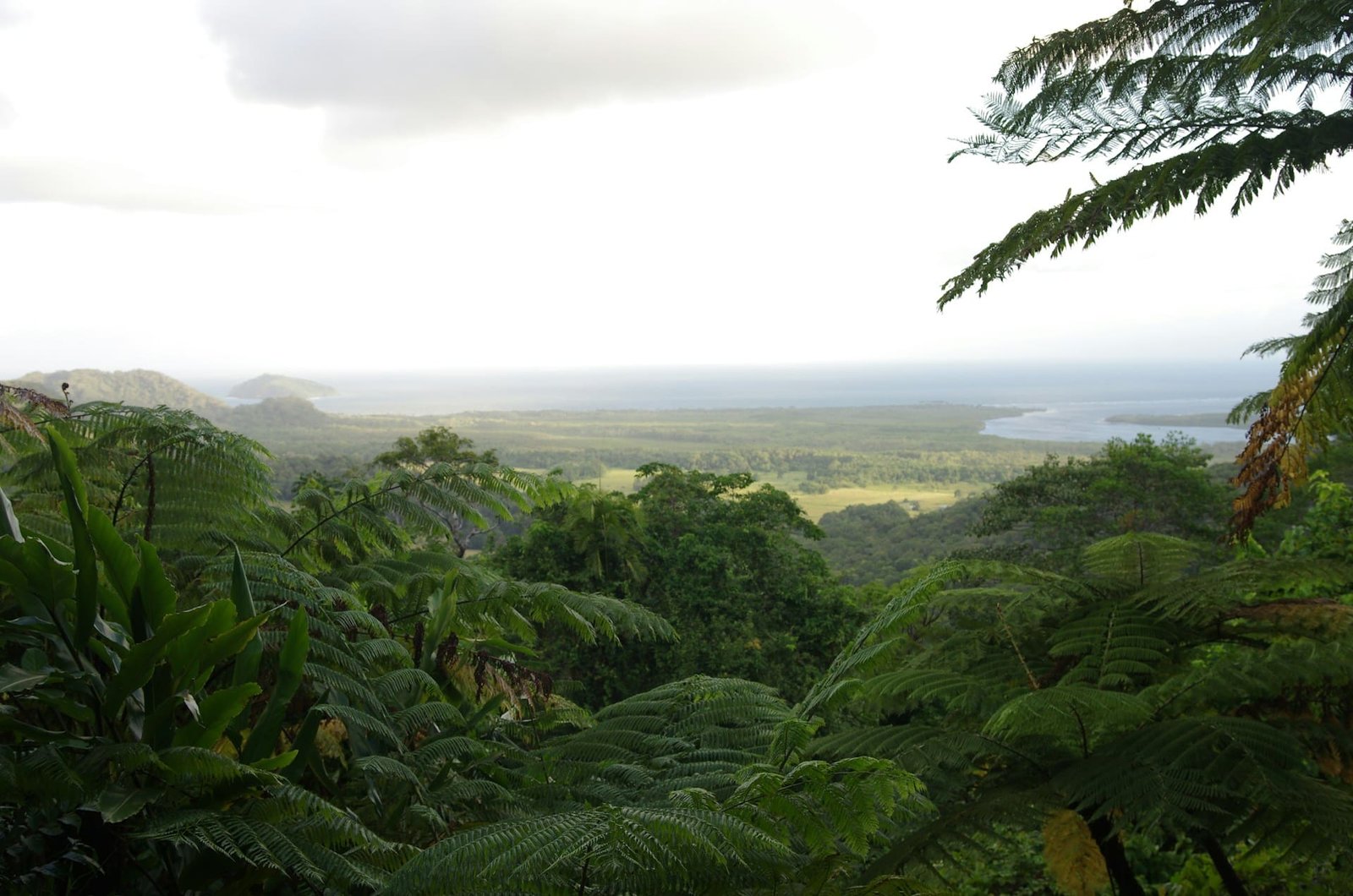 Australian rainforests emitting more CO2 than they absorb