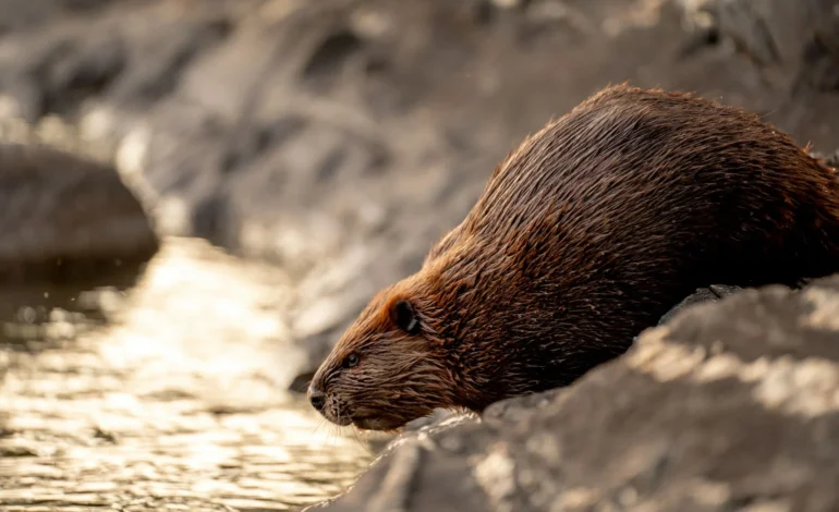Beavers released into Highlands hailed as “wildlife history”