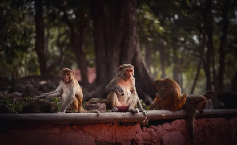 vishal yadav 1jxOtDom7Os unsplash (1)