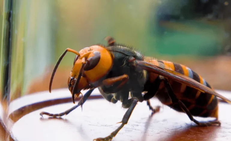 Hornet Attack in Laos Claims Lives of American Teacher and Son