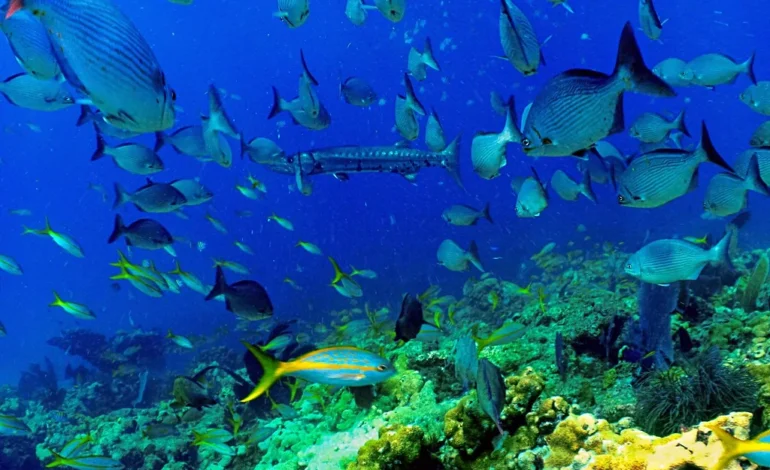Coral reef and marine life in clear blue water, illustrating the global biodiversity the High Seas Treaty becomes law aims to protect.