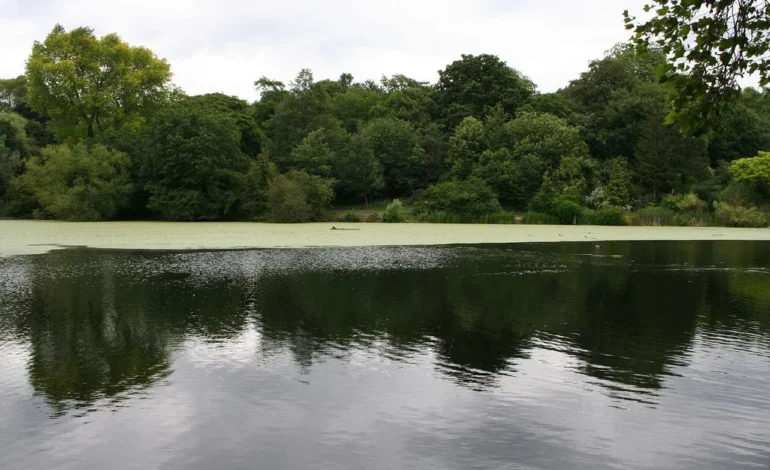 Hampstead Heath pond access consultation at one of the Heath’s bathing ponds