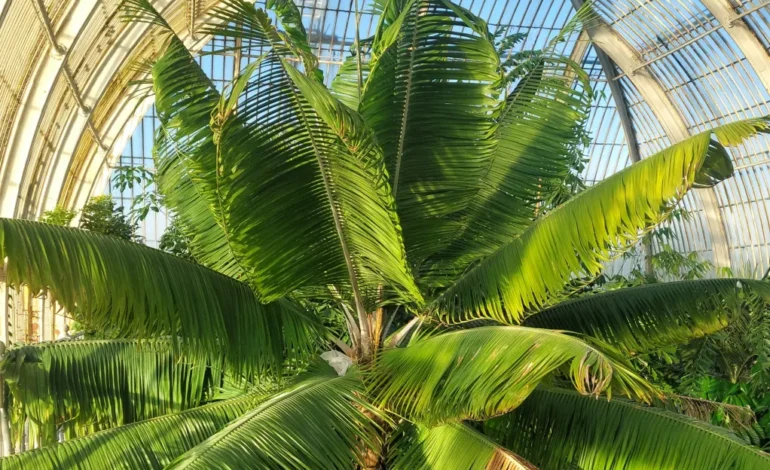 Kew Gardens endangered palm thriving inside the Victorian Palm House ahead of restoration work