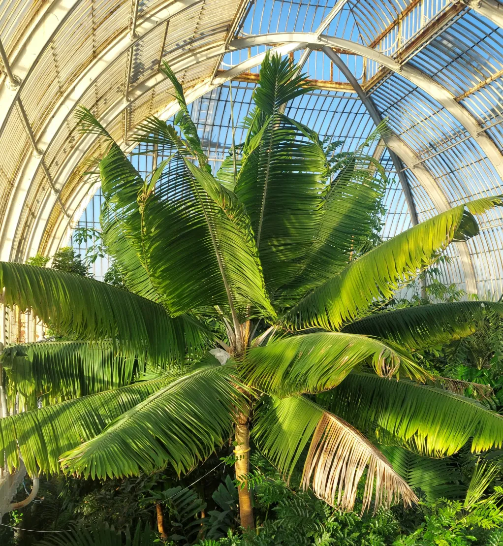 Race to Save a Species: Kew’s Search for the Last Endangered Palm