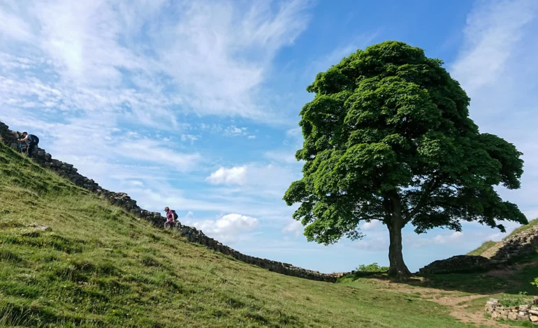 Sycamore Gap tree legacy at Hadrian’s Wall before the felling