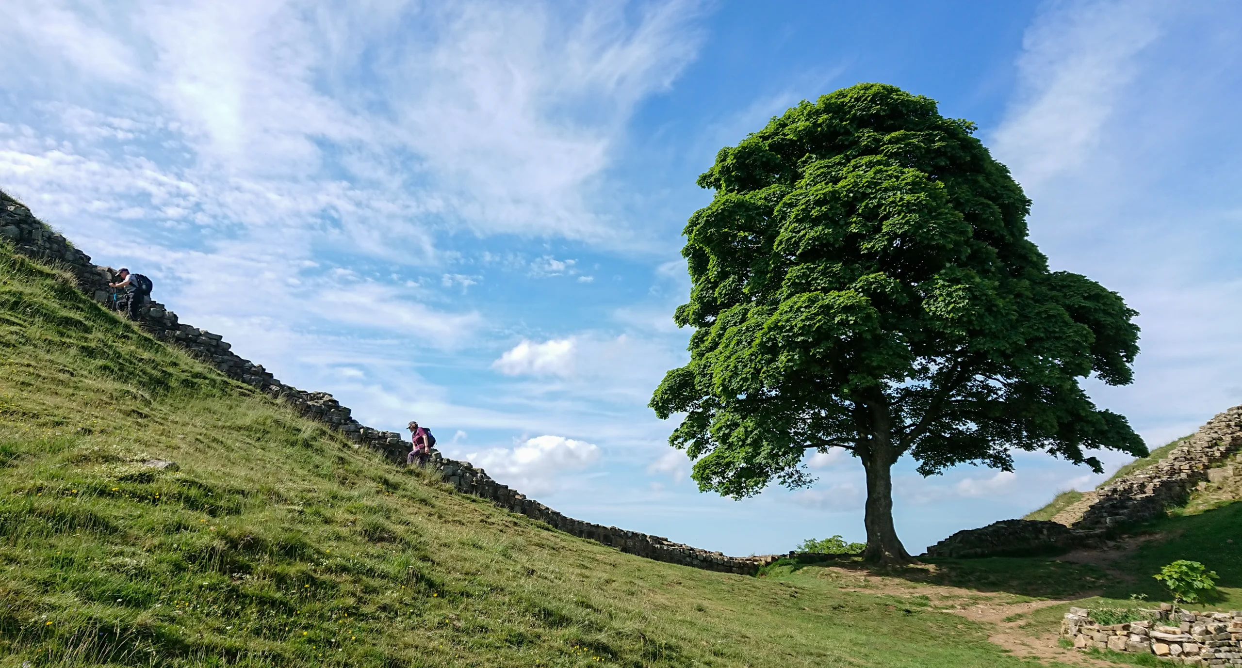 Legacy of the Sycamore Gap: Trees of Hope take root across the UK