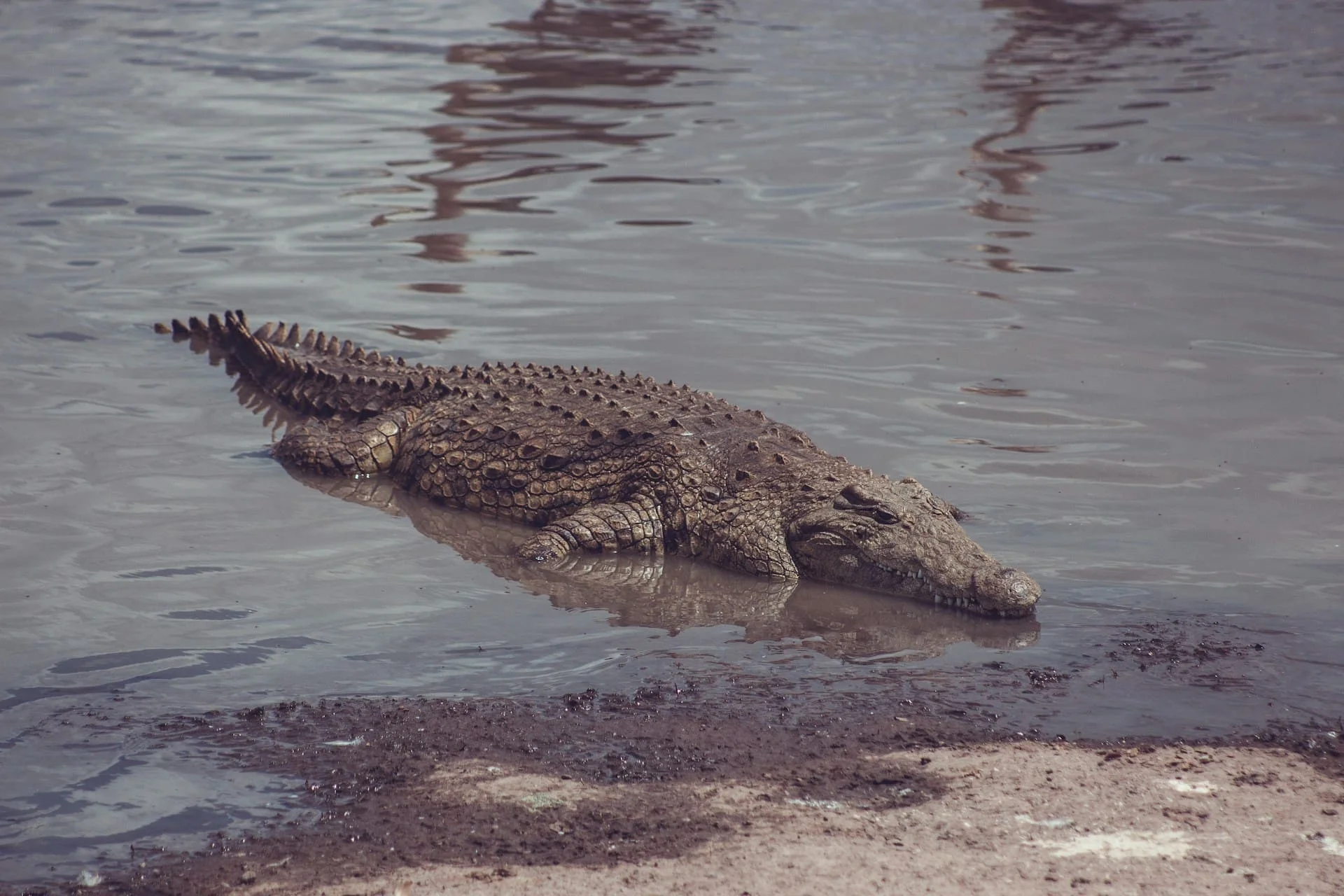 ‘Drop crocs’ that climbed trees lived in Australia, research finds