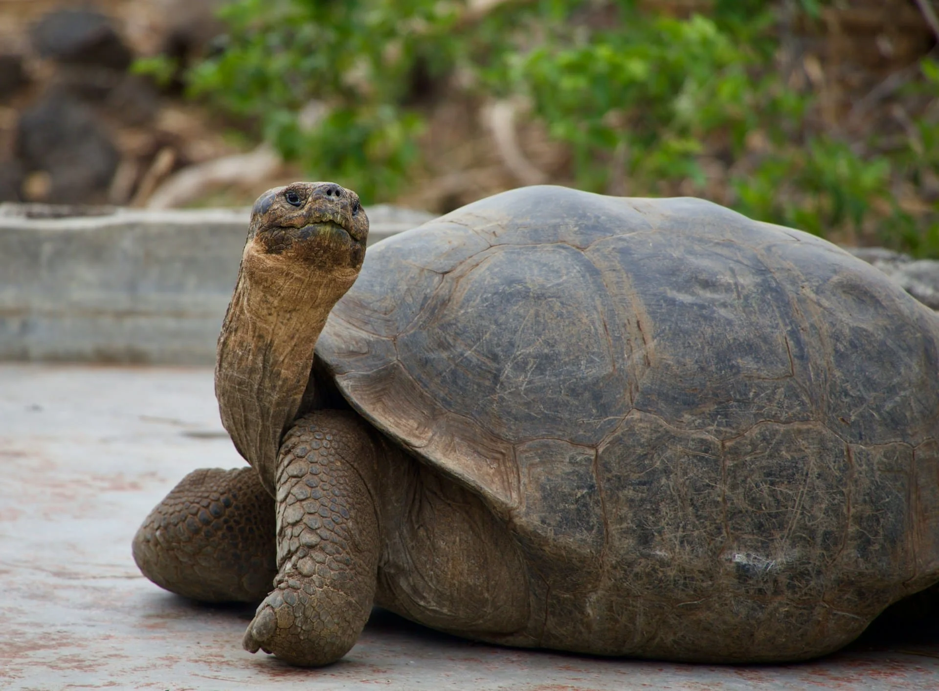 Gramma, Galápagos tortoise, dies aged 141