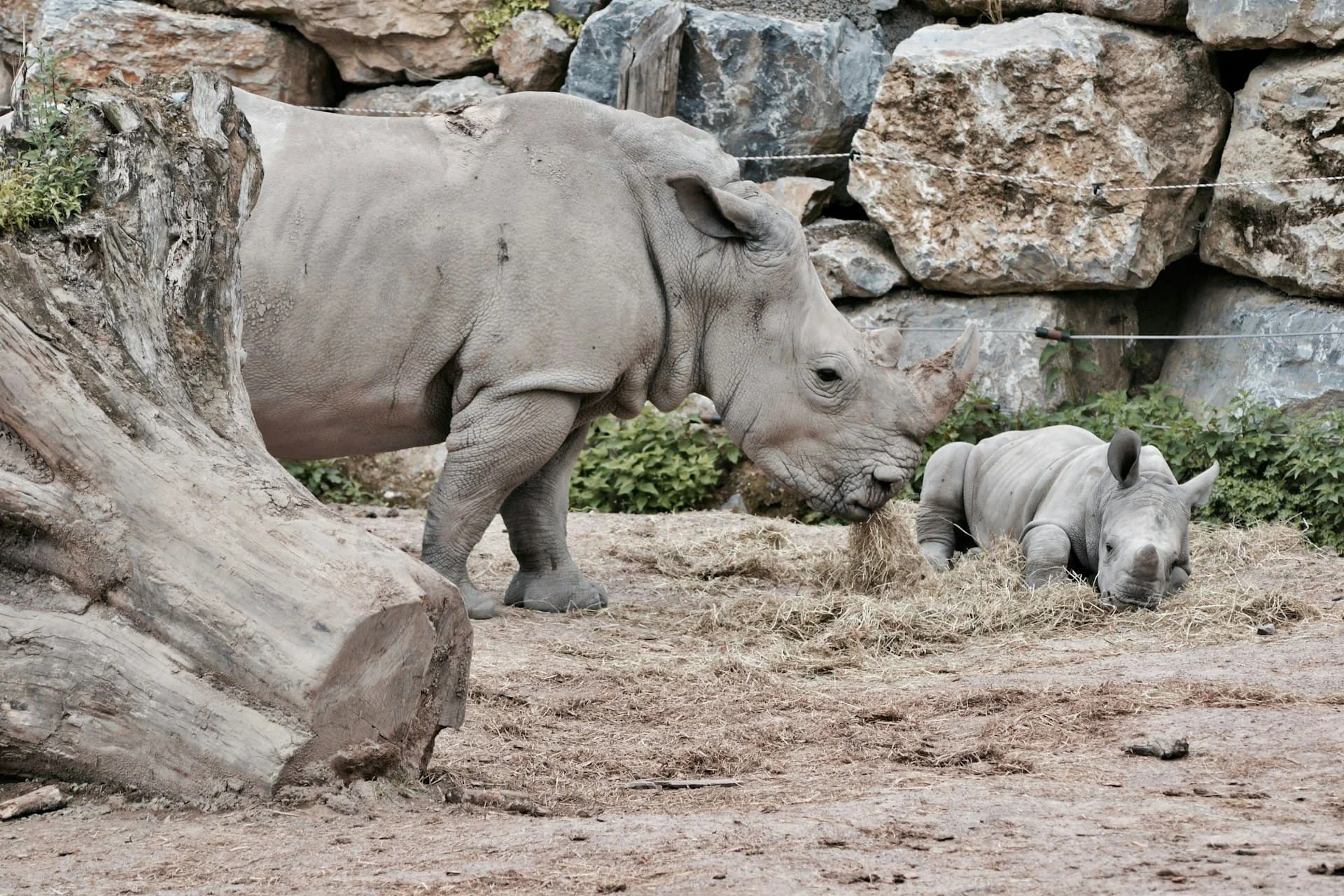 Cotswold Wildlife Park welcomes first white rhino born in UK in 2025