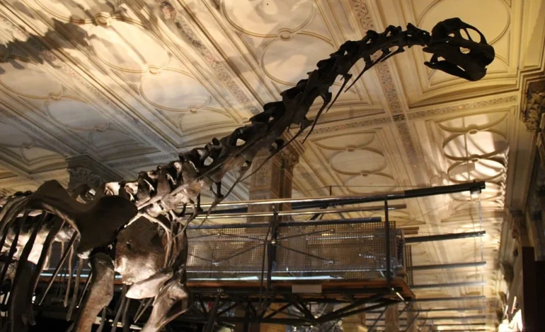 sauropod skeleton at nhm london (1)
