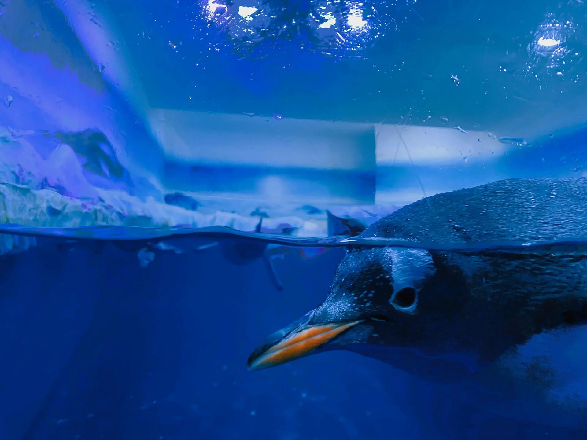 Gentoo penguins “trapped” is “Un-British,” MPs say