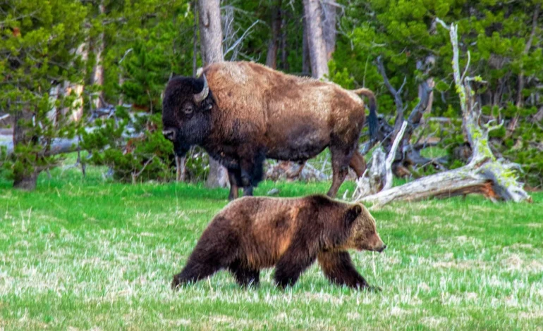 National Parks fees in US to be tripled for foreigners