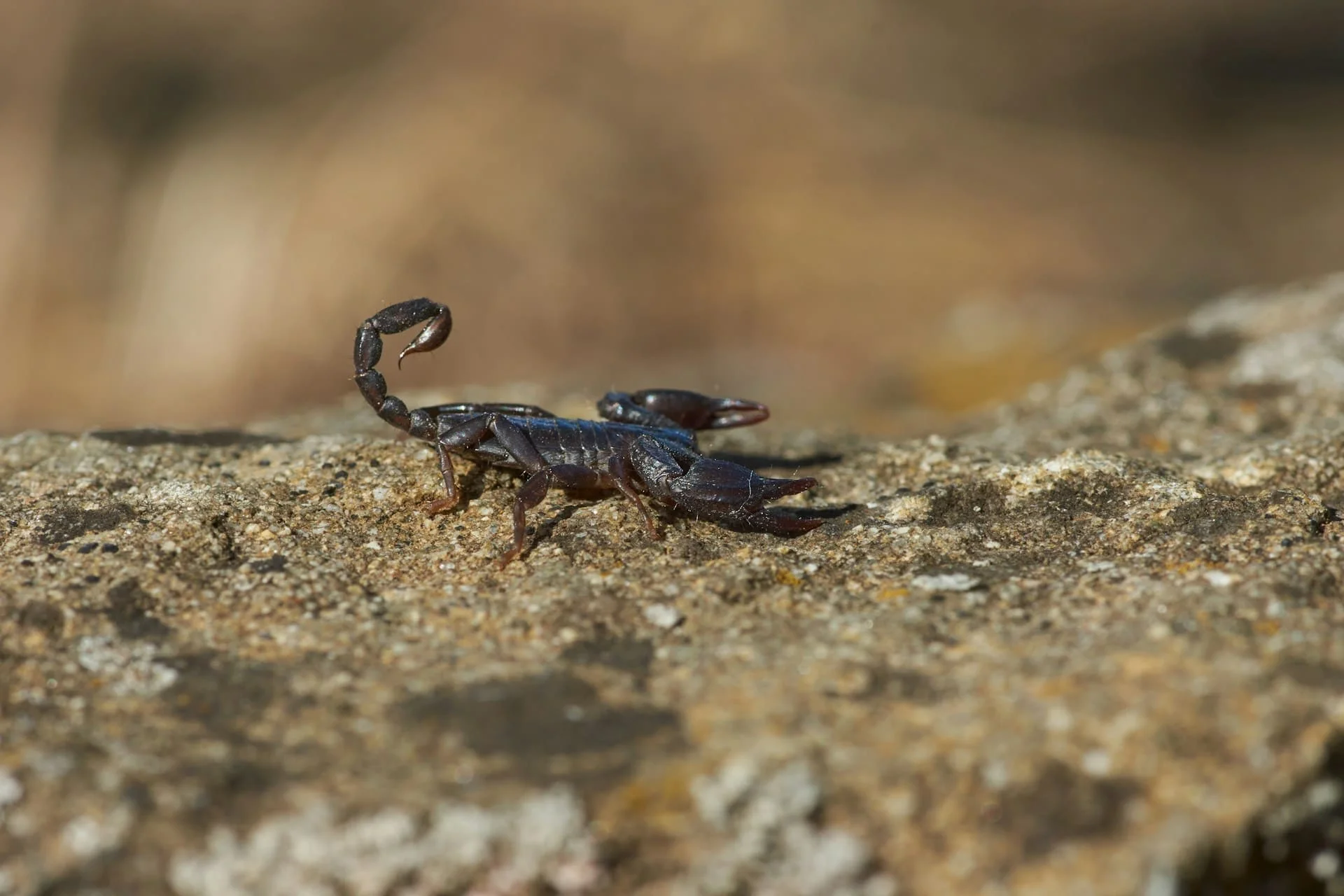Scorpion venom could help treat breast cancer, research finds