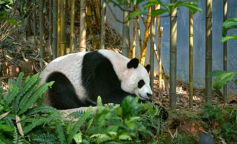 Giant pandas returned from Japanese zoo to China