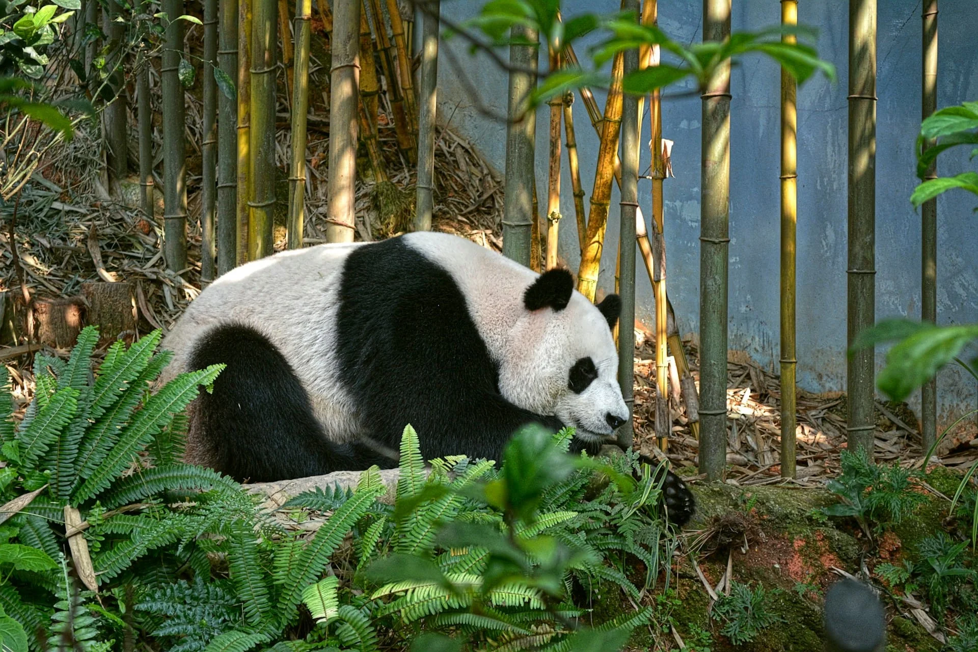 Giant pandas returned from Japanese zoo to China