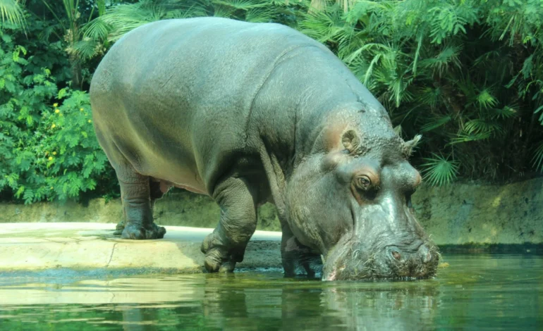 Hippos roamed Ice Age Germany