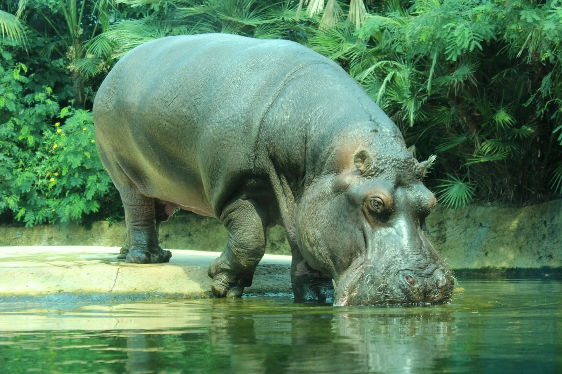 Hippos roamed Ice Age Germany