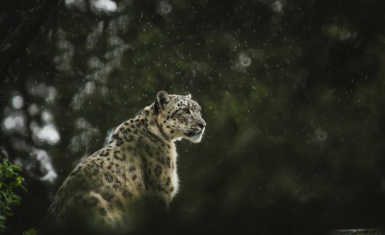 frida lannerstrom Pomm1KDR9yY unsplash (1)