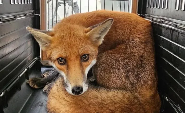 Hackney fox rescue case showing injured urban fox recovering in transport crate
