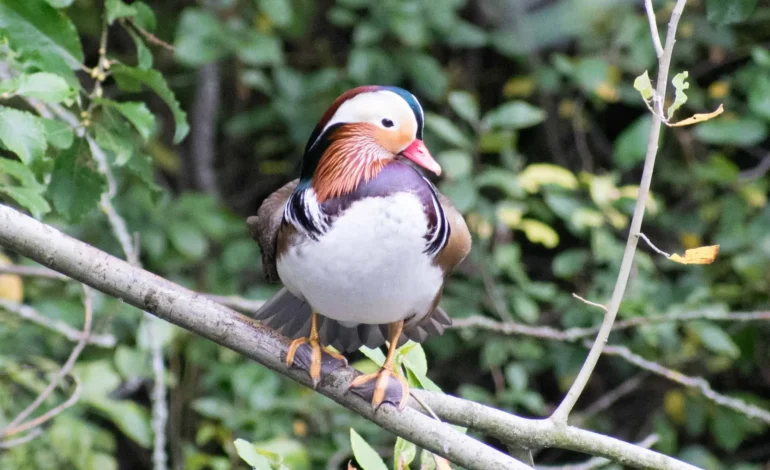 Mandarin duck perched on a branch at Hampstead Heath wildlife sanctuary site