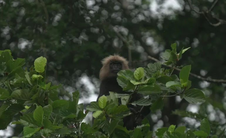 hainan gibbon
