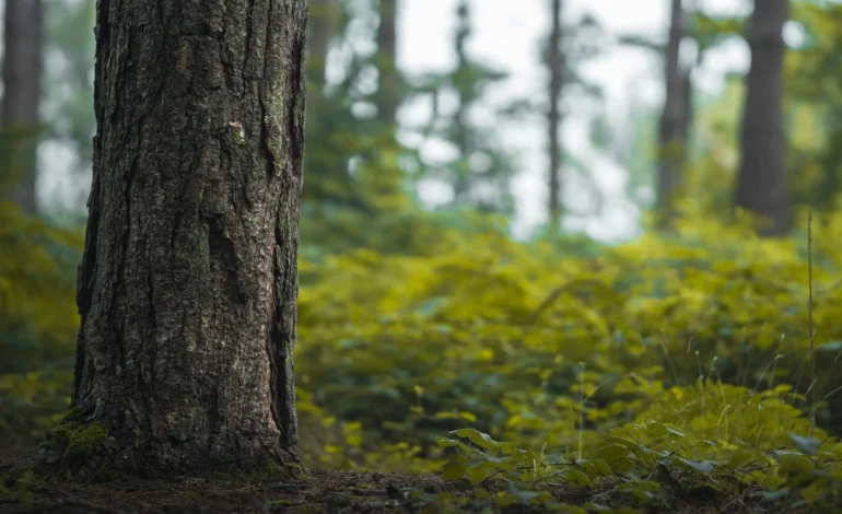 kyle bushnell r12E4aMY1Vw unsplash (1)