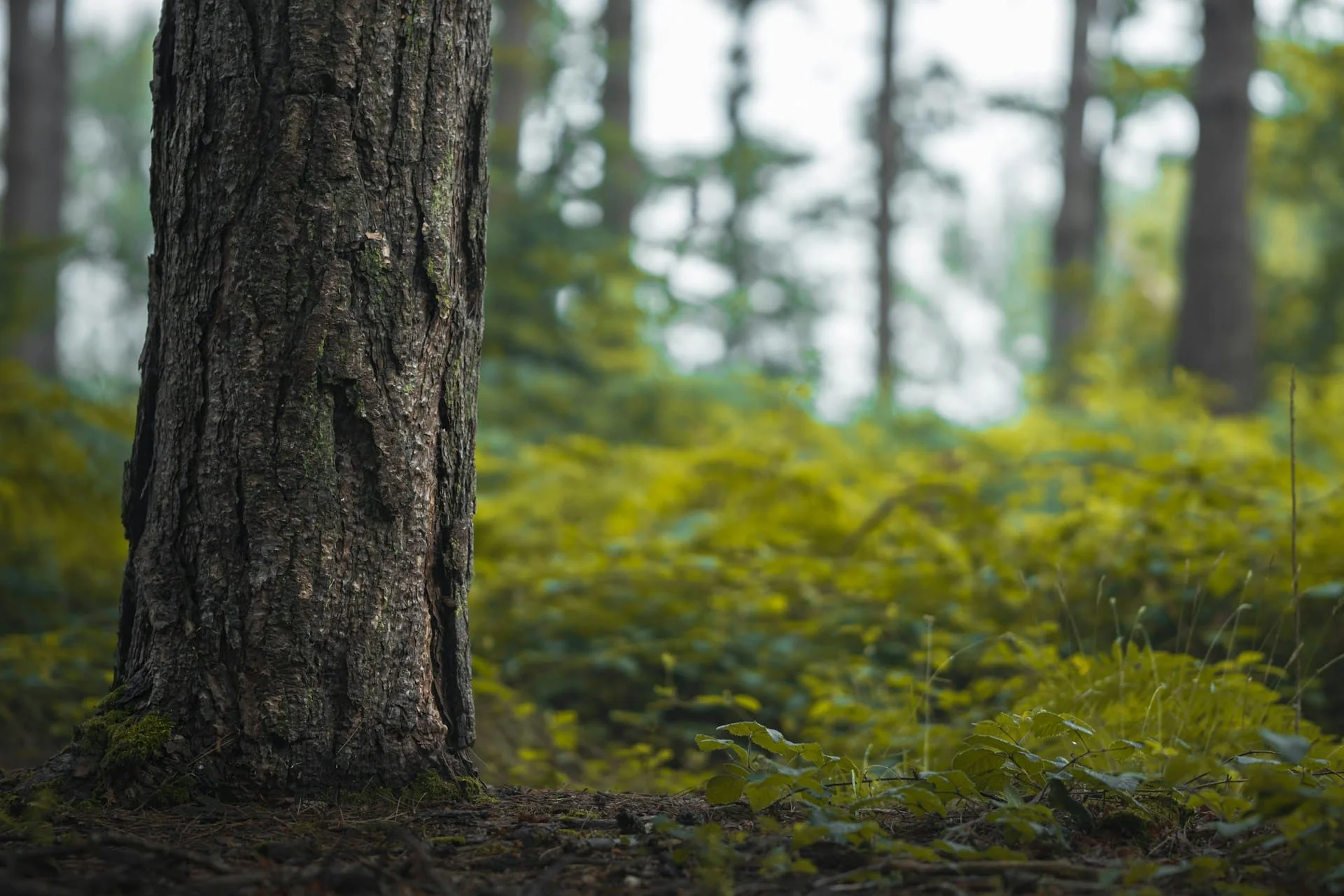 kyle bushnell r12E4aMY1Vw unsplash (1)