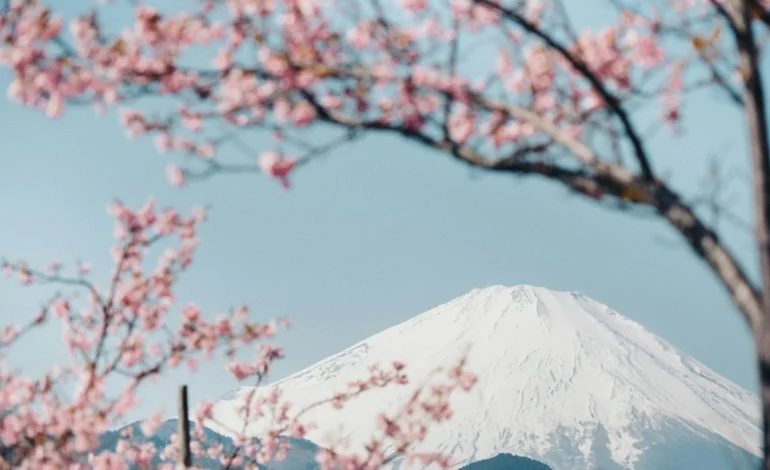 tunafish WdiOgdWJ 6k unsplash (1)