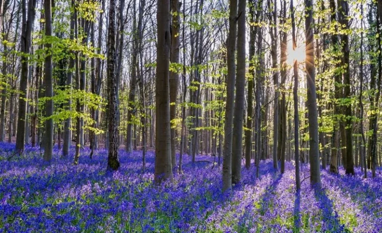 Epping Forest bluebells covering woodland floor during spring bloom in protected London habitat