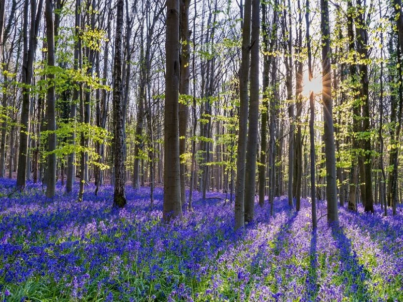 Epping Forest bluebells covering woodland floor during spring bloom in protected London habitat