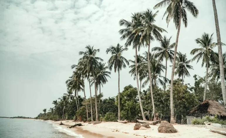 Idris Elba Sherbro Island eco city coastal landscape with palm trees and shoreline (1)