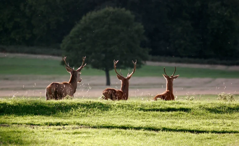 Why global species survival efforts now matter for London’s green spaces