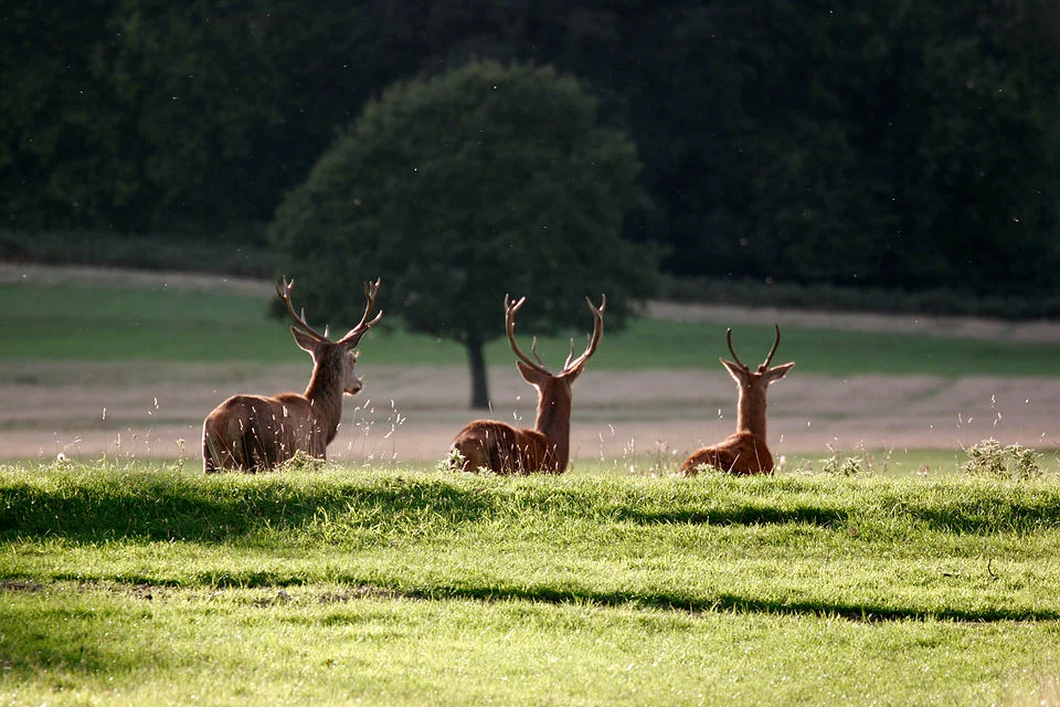 global species survival efforts reflected in deer population in Richmond Park London