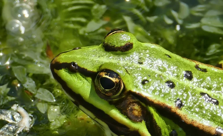 green frog
