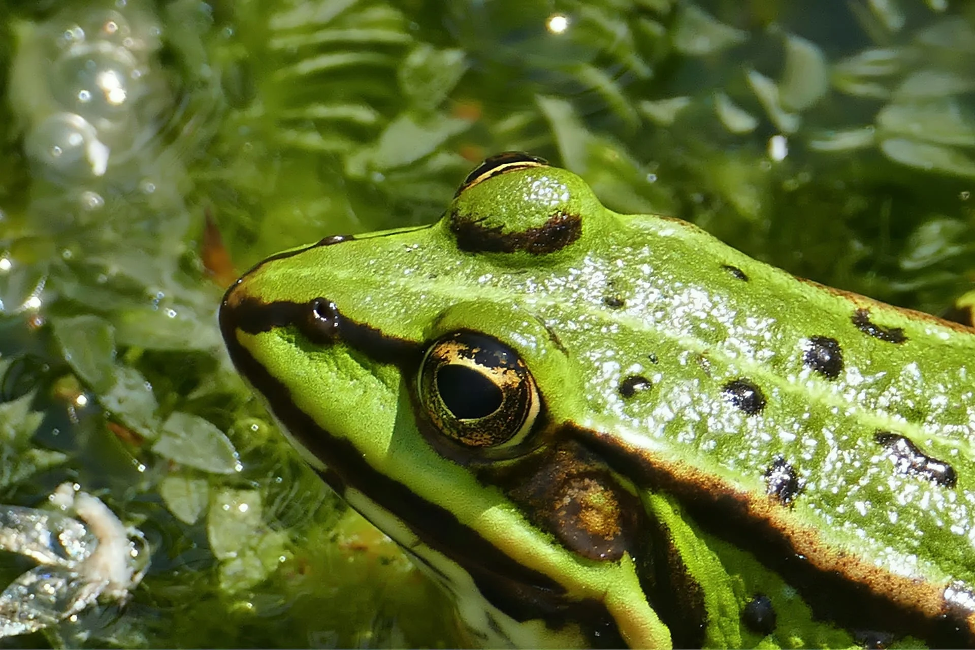 green frog
