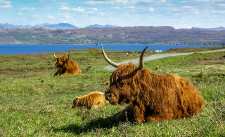 Unlimited fines for dog owners if livestock attacked