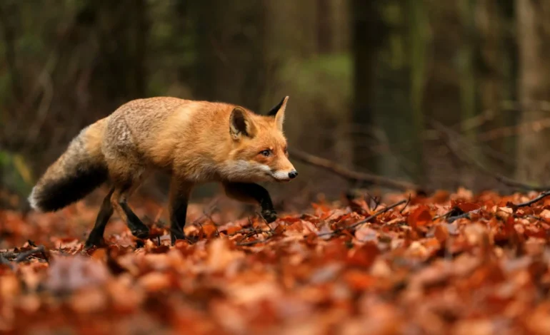 Trail hunting ban consultation launched by government