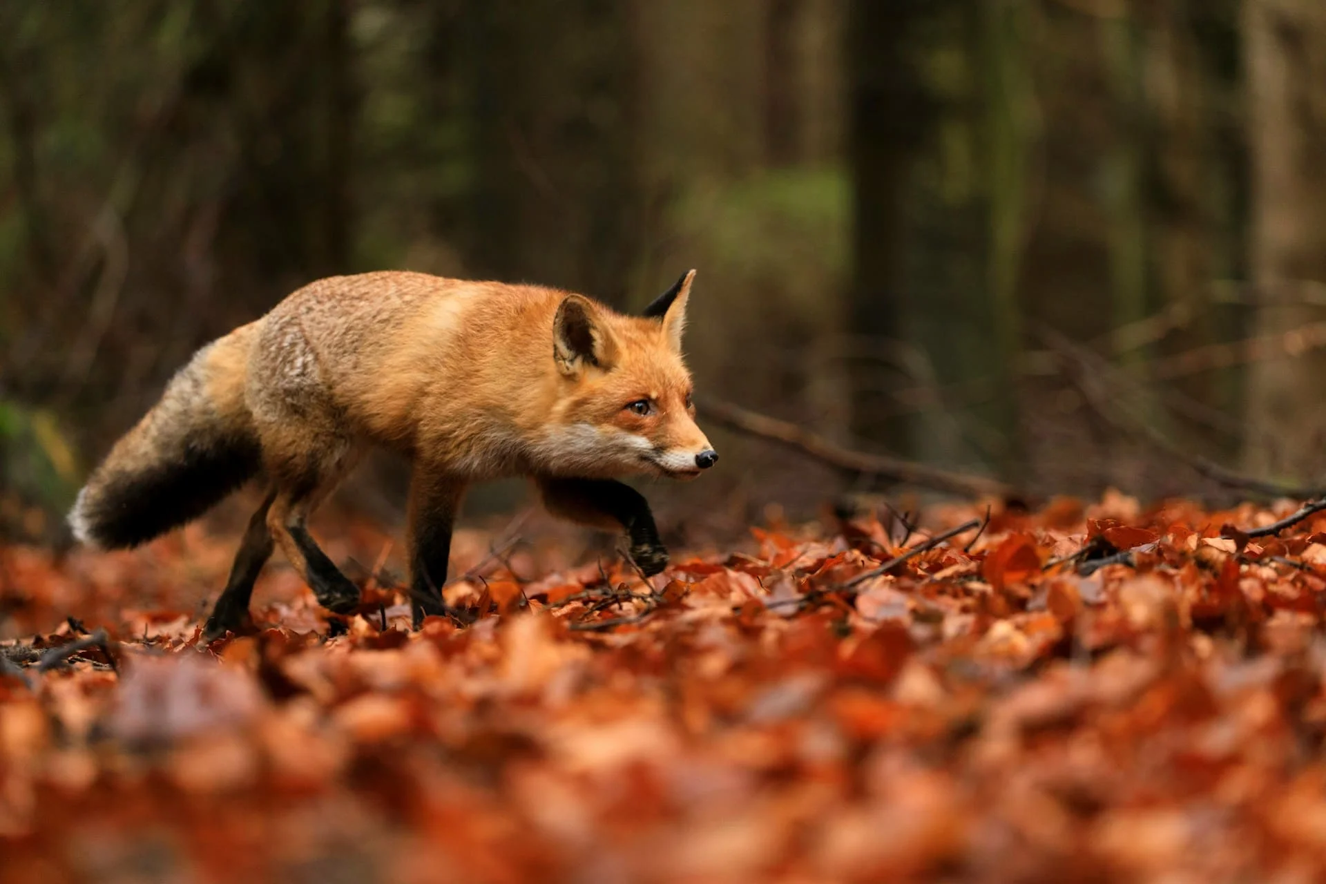 red fox walking on red leaves