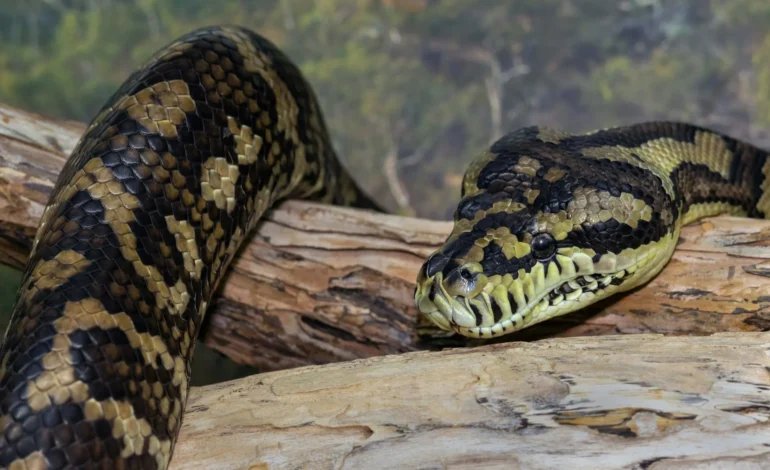 snakes including this carpet python